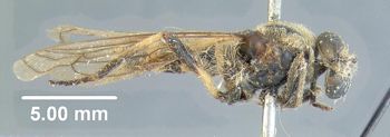 Media type: image;   Entomology 10653 Aspect: habitus lateral view